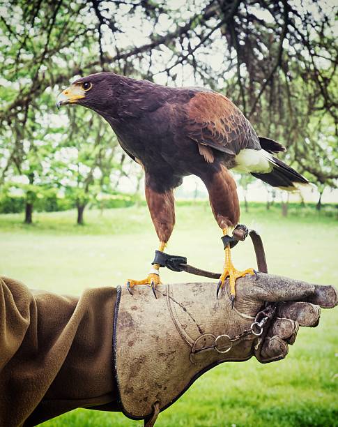 istock Buzzard on Falconer's Glove 473374182