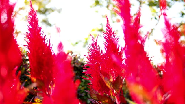 Red Celosia Argentea