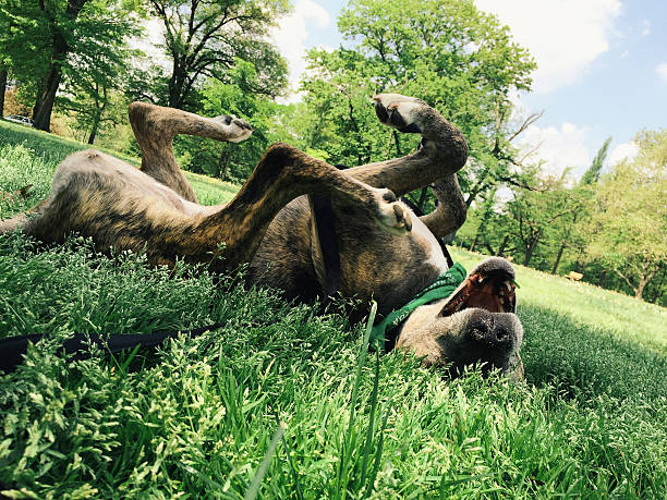 Dog Rolling in Grass on Hot Day