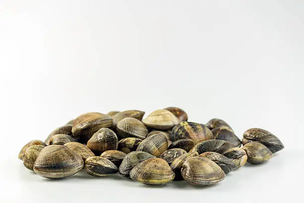 Ruditapes philippinarum, an edible species of saltwater clam, its a marine bivalve mollusk in the family Veneridae, the Venus clams. Harvest in South Portugal Atlantic cost.