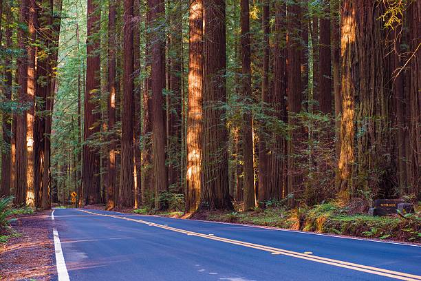 Avenue of the Giants