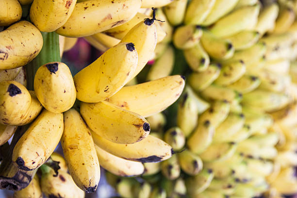 golden banana - healthy eating profile tropical fruit fruit imagens e fotografias de stock