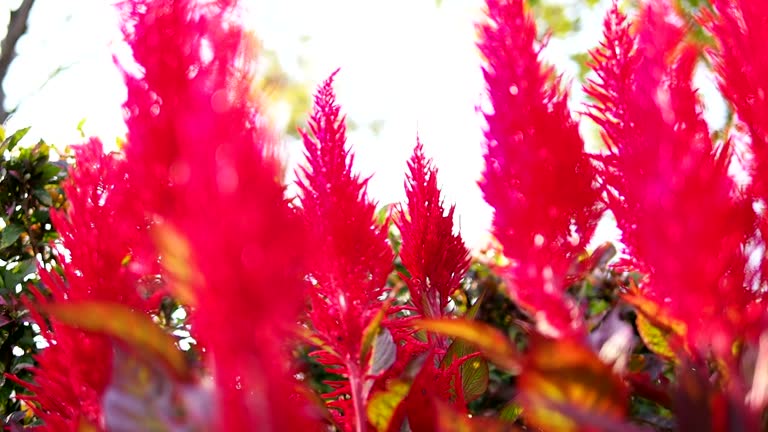 Red Celosia Argentea