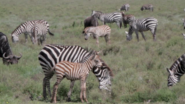 grazing zebra with her foal closer