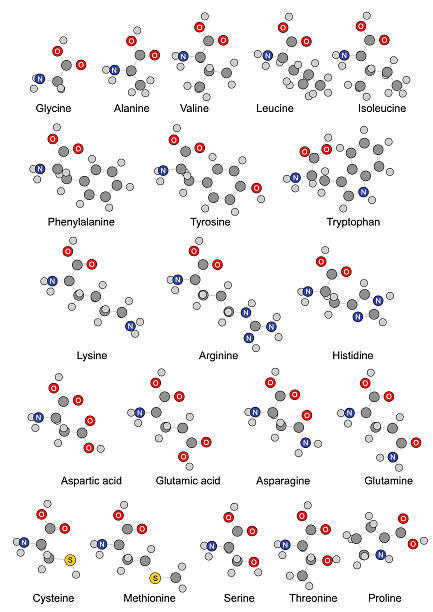 Twenty basic amino acids Chemical formulas of the twenty standard amino acids, 2d illustration, isolated, vector, eps 8 lysine stock illustrations