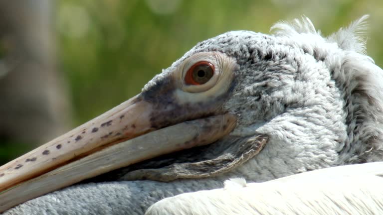 Spot-billed pelican.