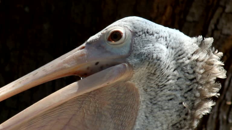 Spot-billed pelican.