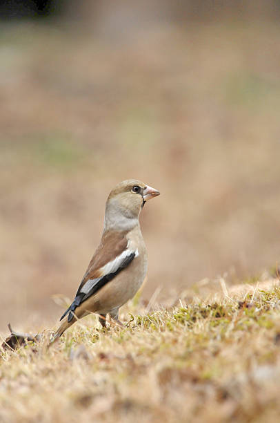 istock Ground of Hawfinch, 473414102