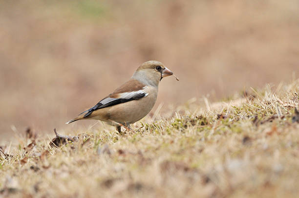 istock Ground of Hawfinch, 473414106
