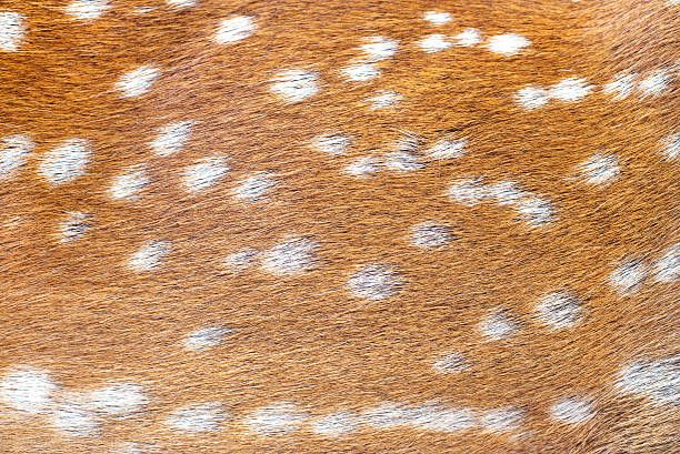 istock deer animal skin 473414198
