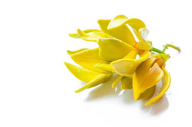 Ylang-ylang flower Ylang-ylang flower ylang ylang stock pictures, royalty-free photos & images