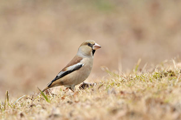 istock Ground of Hawfinch, 473415824
