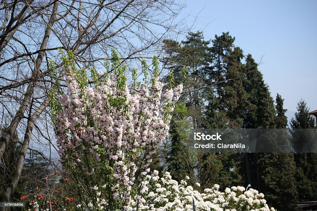 Apple blossom pink, white flowers of wild apple blue sky Apple blossom pink, white flowers of wild apple under blue sky 2015 Stock Photo