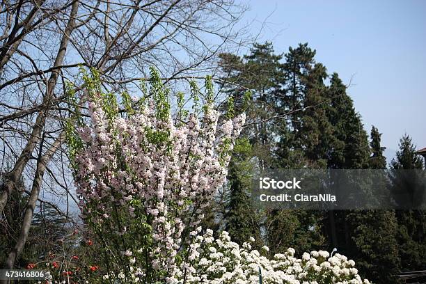 Apple Blossom Pink White Flowers Of Wild Apple Blue Sky Stock Photo - Download Image Now