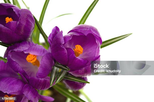 Crocuses Stock Photo - Download Image Now - 2015, Beauty In Nature, Close To