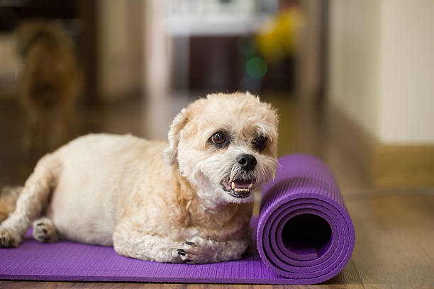 istock Dog on yoga mat 473419186