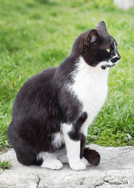 istock Black and white cat on a background of green grass 473419522