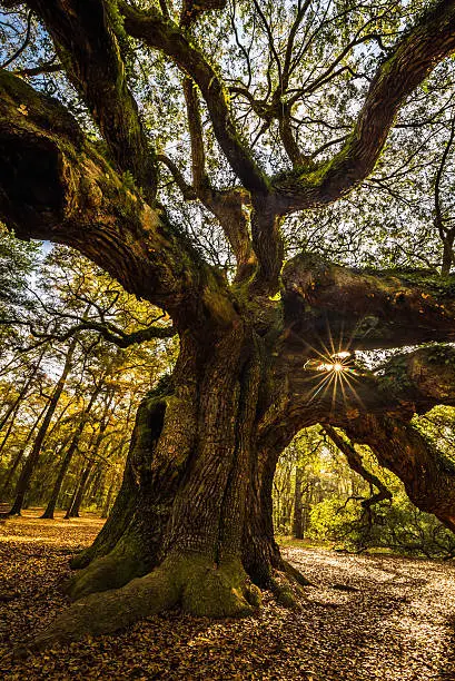 Photo of Angel Oak Tree 2