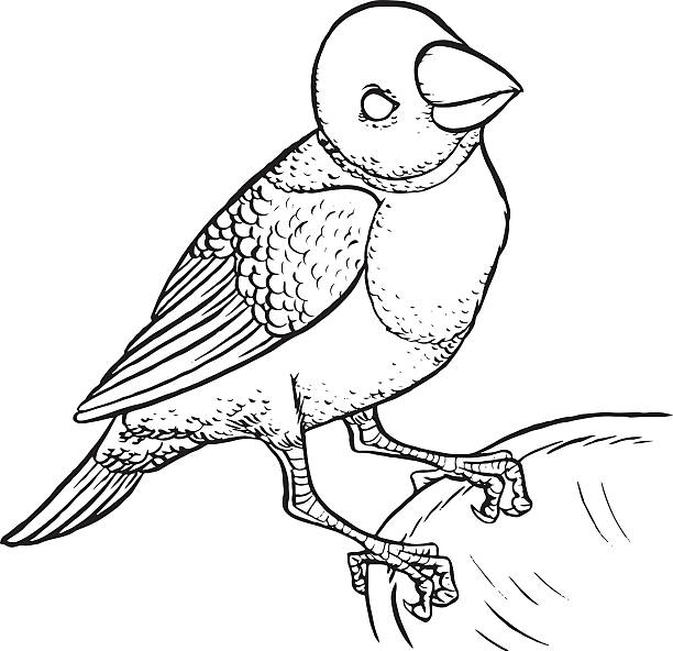 llustration of Amadina bird Gouldian Finch hand drawing vector illustration - Erythrura gouldiae on white background gouldian finch stock illustrations