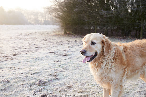 istock Golden Retriever Running Through Frosty Landscape 473422016