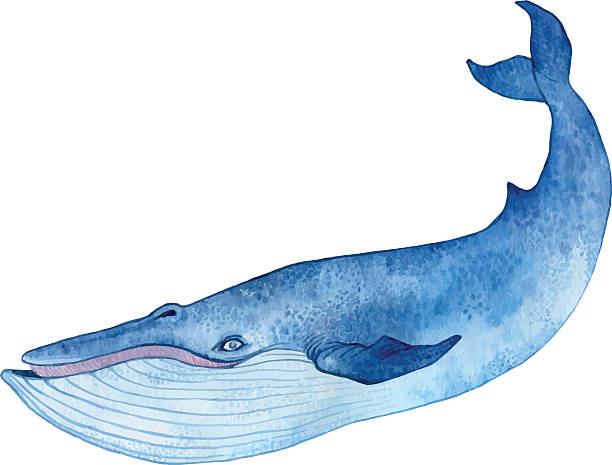 blue whale blue whale - watercolor hand drawing vector paint blue whale tail stock illustrations