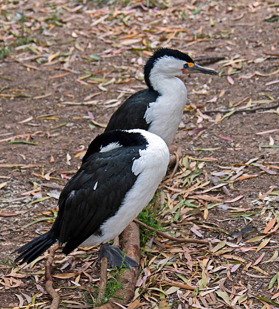 istock Pair of penguins in Adelaide Australia 473422488