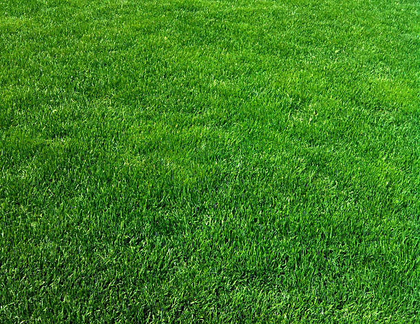 istock Healthy bright green grassy lawn 473423694