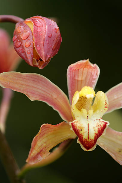 istock Close up of orchid 473425134