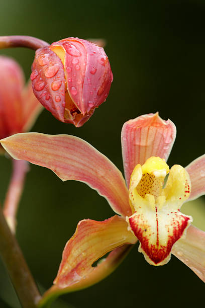 istock Close up of orchid 473425140
