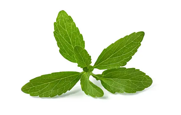 stevia leaves