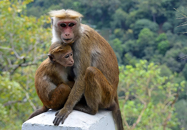 istock moneky with baby sitting by the road 473425786