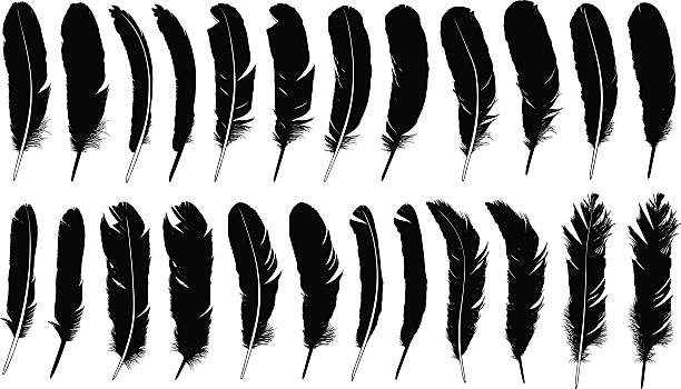 pióra - silhouette feather vector white stock illustrations