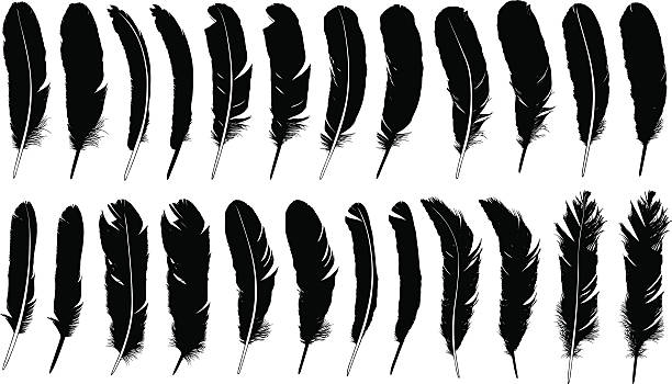 Feathers Set of different feathers isolated feather vector illustration stock illustrations