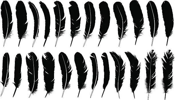 Vector illustration of Feathers