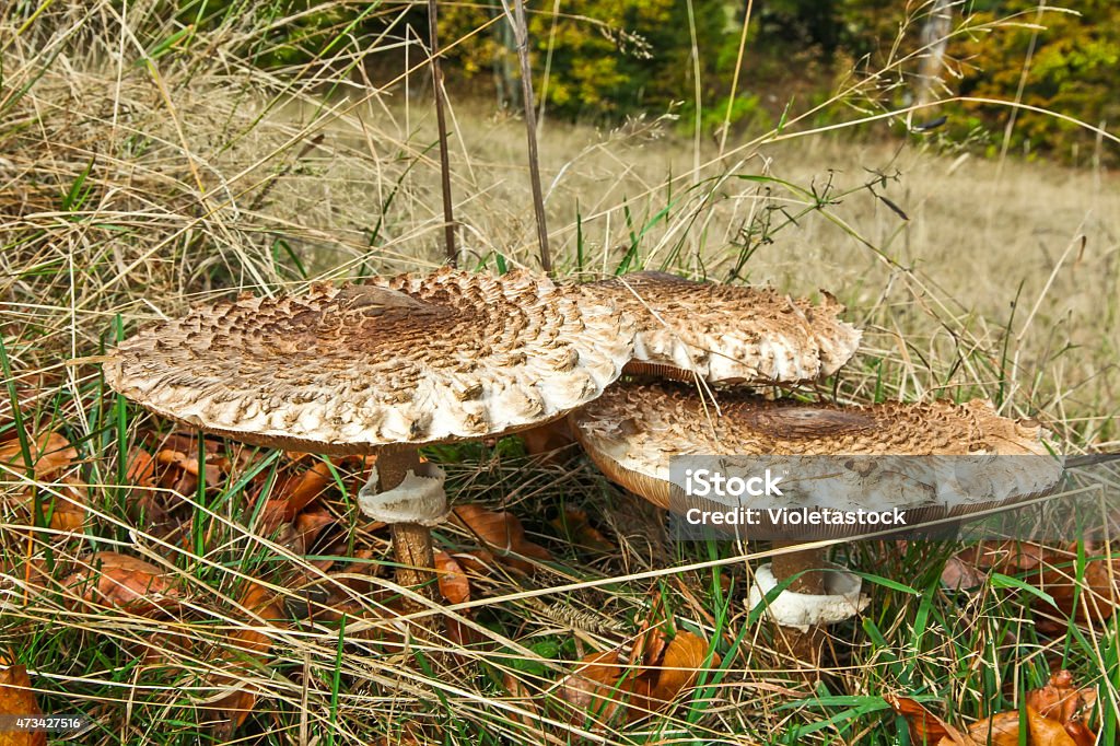 Parasol Mushroom Parasol Mushroom (Macrolepiota Procera) 2015 Stock Photo