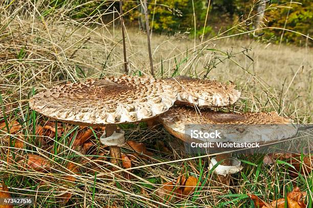 Parasol Mushroom Stock Photo - Download Image Now - 2015, Autumn, Biology