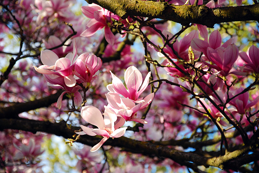spring flowers. beautiful pink magnolia