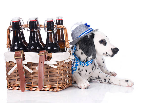 istock Young dalmatian sitting beside beer bottles 473430622