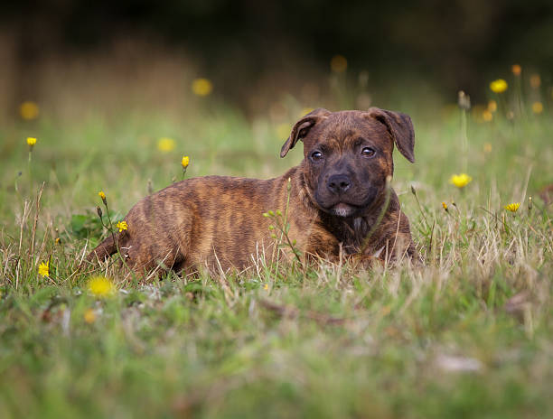 istock Staffordshire Bull Terrier Puppy 473430754