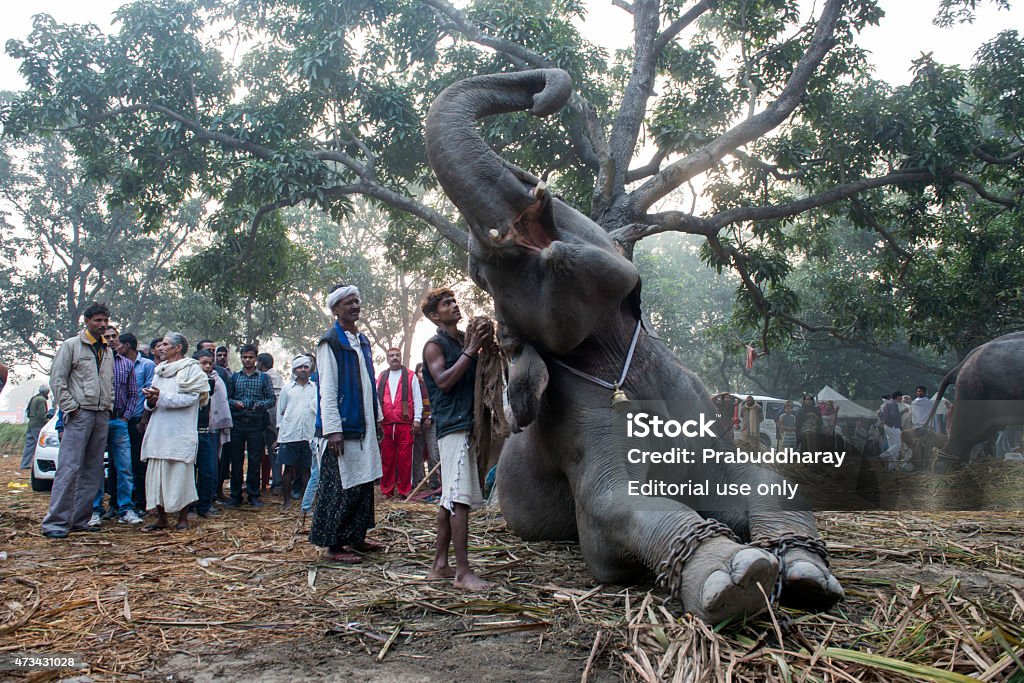 Sonepur Fair Stock Photo - Download Image Now - 2015, Agricultural Fair, Bihar - iStock Sonepur Fair Stock Photo - Download Image Now - 2015, Agricultural Fair, Bihar - iStock