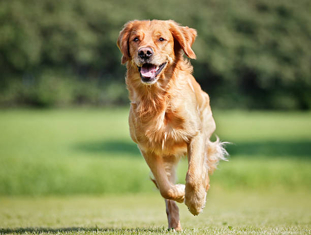 Golden retriever dog Purebred Golden Retriever dog outdoors on a sunny summer day. loyalty photos stock pictures, royalty-free photos & images