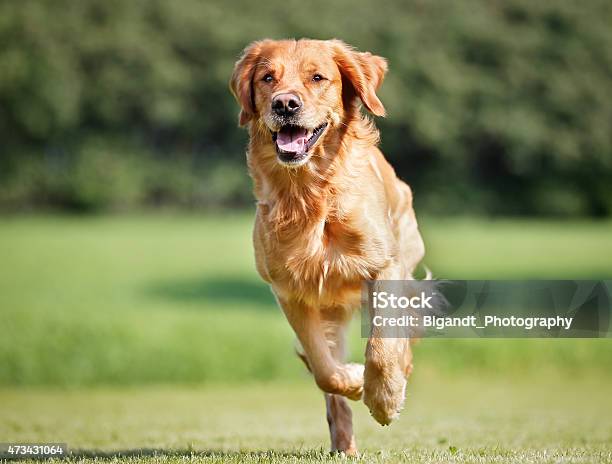 Golden Retriever Dog Stock Photo - Download Image Now - Dog, Running, Golden Retriever