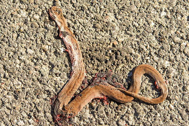 istock Dead snake on the road-Pestera,Romania 473431258