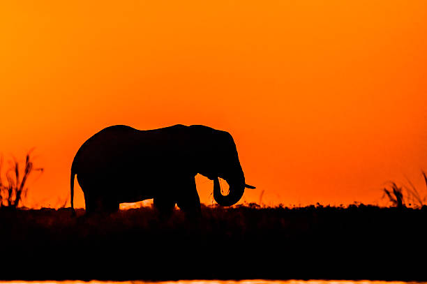 istock Silhouette of an Elephant 473432206
