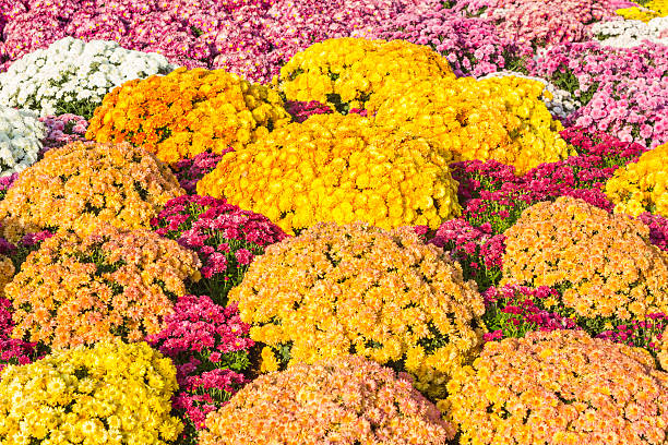 istock colorful flower in the garden 473432396