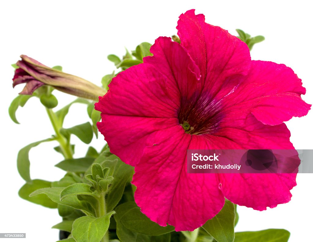 Pink petunia Petunia flower of red color isolated on white. 2015 Stock Photo