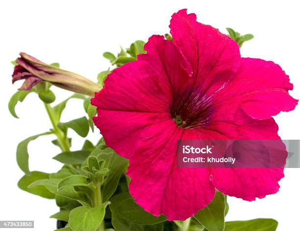 Pink Petunia Stock Photo - Download Image Now - 2015, Backgrounds, Beauty