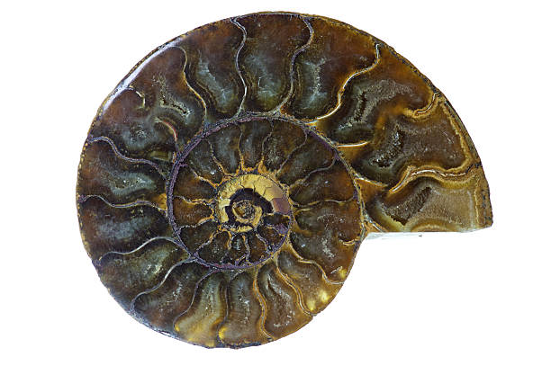istock Madagascar Ammonite Fossil 473436002
