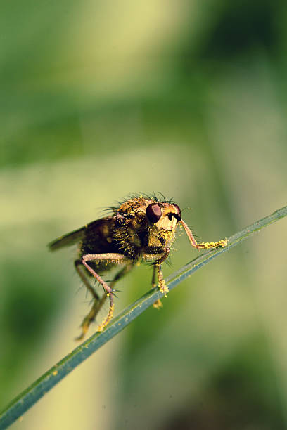 istock Macro of common yellow dung fly 473436394