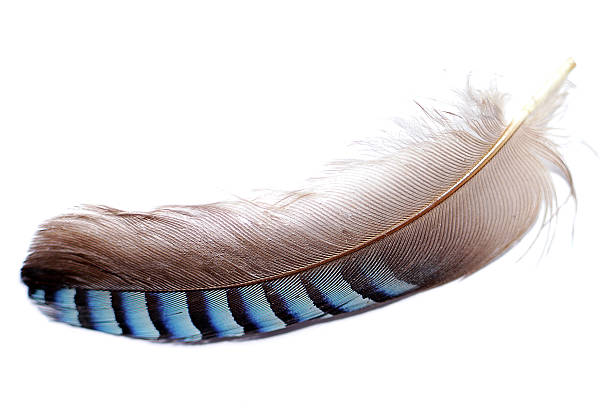 Feather of a bird Jays feather on a white background eurasian jay photos stock pictures, royalty-free photos & images